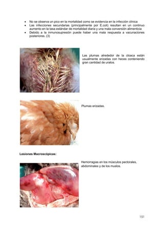 151
 No se observa un pico en la mortalidad como se evidencia en la infección clínica
 Las infecciones secundarias (principalmente por E.coli) resultan en un continuo
aumento en la tasa estándar de mortalidad diaria y una mala conversión alimenticia
 Debido a la inmunosupresión puede haber una mala respuesta a vacunaciones
posteriores. (3)
Las plumas alrededor de la cloaca están
usualmente erizadas con heces conteniendo
gran cantidad de uratos.
Plumas erizadas.
Lesiones Macroscópicas:
Hemorragias en los músculos pectorales,
abdominales y de los muslos.
 