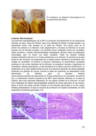 153
En ocasiones, se observan hemorragias en la
mucosa del proventrículo.
Lesiones Microscópicas:
Las lesiones histopatológicas de la IBF se producen principalmente en las estructuras
linfoides, es decir, bolsa de Fabricio, bazo, timo, glándula de Harder y tonsilas cecales. Las
alteraciones fueron más intensas en la bolsa de Fabricio. Tan pronto como en el
primer día posterior a la infección, hubo degeneración y necrosis de linfocitos en el área
medular de los folículos bursales. Los linfocitos fueron sustituidos pronto por neutrófilos,
restos picnóticos y células reticuloendoteliales hiperplasicas. Muchas veces se presentaron
hemorragias, pero no fueron una lesión constante. Todos los folículos linfoides
estaban afectados hacia los 3 a 4 días posteriores a la infección. El aumento en el peso
bursal en ese momento, fue ocasionado por un edema severo, hiperemia y acumulación muy
notable de neutrófilos. Al declinar la reacción inflamatoria se desarrollaron cavidades
quísticas en las zonas medulares de los folículos, se produjeron necrosis y fagocitosis de
neutrófilos y células plasmáticas, y hubo fibroplasia en el tejido conjuntivo interfolicular. La
proliferación de la capa epitelial bursal provocó una estructura glandular de células epiteliales
cilíndricas con glóbulos de mucina. Durante la etapa de supuración se desarrollaron focos
diseminados de linfocitos, pero no formaron folículos
sanos durante el periodo de observación de 18 días posteriores a la inoculación. Se informó
que un aislamiento reciente (variante A) de IBFV causó lesiones extensas en la bolsa de
Fabricio, pero hubo respuesta inflamatoria. En las etapas iniciales de la infección, el bazo
tenía hiperplasia de células reticulendoteliales alrededor de vainas adenoides en las arterias.
Hacia el tercer día había necrosis linfoide en los folículos germinales y en las vainas
linfoides periarteriolares. El bazo se recuperó de la infección con rapidez considerable, sin daño
sostenido en los folículos germinales. (1,2)
 