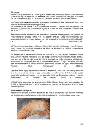 159
Síntomas:
Periodo de incubación de 8-12 días puede presentarse en muchas formas, caracterizadas
por muchos signos diferentes. La forma crónica clásica se observa por lo general en aves
de 3 a 5 meses de edad y se caracteriza por lesiones nerviosas que causan parálisis.
Una forma más aguda se desarrolla en aves más jóvenes (más de 8 semanas de edad), con
tumores en los intestinos, hígado y gónadas.
La enfermedad de Marek puede manifestarse inclusive a edades más tempranas (3-4
semanas) y, algunas veces, los únicos signos de que el ave está infectada son las lesiones
en la piel.
Manifestaciones de enfermedad: La enfermedad de Marek puede producir una variedad de
manifestaciones clínicas, sobre todo de carácter linfoide. Éstas manifestaciones son
viscerales agudas, nerviosas, oculares y en piel o normalmente puede verse la combinación
de las manifestaciones.
a) Visceral se caracteriza por extensas lesiones. Las gónadas (testículos y ovarios), hígado,
bazo y riñón; sin embargo, otros órganos como los pulmones, el corazón y musculatura
están normalmente afectados.
b) Nervioso es la presentación clásica, se caracteriza por una parálisis progresiva de las
alas, piernas y cuello. Pérdida de peso del cuerpo, anemia, respiración dificultosa y diarrea,
que son los síntomas más comunes. En la necropsia de pollos afectados se observan
lesiones en las ramas del plexo de la extremidad paralizada. El tejido del nervio afectado
está inflamado debido a una acumulación de linfocitos y fluidos del tejido. Frecuentemente
ninguna lesión macroscópica se observa.
c) Marek ocular (ojo gris) es responsable de la ceguera en pollos, manchas despigmentadas
o el iris se torna gris difuso lo que es causado por infiltraciones de linfocitos. La pupila
desarrolla una forma irregular y no se acomoda en la luz. Emaciación, diarrea y muerte
normalmente son seguidas de ceguera parcial o completa.
d) Cutánea se caracteriza por agrandamiento de los folículos debido a las acumulaciones de
linfocitos. El virus más infeccioso se expresa en las regiones del folículo y se acumula en la
caspa superficial.
Lesiones Macroscópicas:
Presentación cutánea. Aumento de tamaño del folículo de la pluma. Las lesiones cutáneas
se observan con más frecuencia en la región crural externa y en el pterilo dorsal cervical.
 