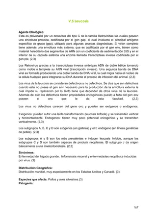 167
V.5 Leucosis
Agente Etiológico:
Esta es provocada por un oncovirus del tipo C de la familia Retroviridae los cuales poseen
una envoltura proteica, codificada por el gen gap, el cual involucra el principal antígeno
específico de grupo (gsa), utilizado para algunas pruebas diagnósticas. El virión completo
tiene además una envoltura más externa, que es codificada por el gen env, tienen como
material hereditario dos segmentos de ARN con un coeficiente de sedimentación 35S y en el
interior de su cápside esférica una enzima llamada transcriptasa inversa codificada por el
gen pol. (2,3)
Los Retrovirus gracias a la transcriptasa inversa sintetizan ADN de doble hélice tomando
como molde o templete su ARN viral (trascripción inversa). Una segunda banda de DNA
viral es formada produciendo una doble banda de DNA viral, la cual migra hacia el núcleo de
la célula huésped para integrarse su DNA durante el proceso de infección del animal. (2,3)
Los virus de la leucosis se consideran defectivos y no defectivos. Se dice que son defectivos
cuando este no posee el gen env necesario para la producción de la envoltura externa la
cual impide su replicación por lo tanto tiene que depender de otros virus de la leucosis.
Además de esto los defectivos tienen propiedades oncogénicas puesto a falta del gen env
poseen el onc que le da esta facultad. (2,3)
Los virus no defectivos carecen del gene onc y pueden ser exógenos o endógenos.
Exogenos: pueden sufrir una lenta transformación (leucosis linfoide) y se transmiten vertical
y horizontalmente. Endogenos: tienen muy poco potencial oncogénico y se transmiten
verticalmente. (2,3)
Los subgrupos A, B, C y D son exógenos (en gallinas) y el E endógeno (en líneas genéticas
de pollos). (2,3)
Los subgrupos A y B son los más prevalentes e inducen leucosis linfoide, aunque los
subgrupos C y D son también capaces de producir neoplasias. El subgrupo J da origen
básicamente a una mielocitomatosis. (2,3)
Sinónimos:
Enfermedad del hígado grande, linfomatosis visceral y enfermedades neoplásica inducidas
por virus. (3)
Distribución Geográfica:
Distribución mundial, muy especialmente en los Estados Unidos y Canadá. (3)
Especies que afecta: Pollos y aves silvestres.(3)
Patogenia:
 