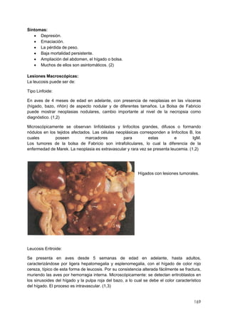 169
Síntomas:
 Depresión.
 Emaciación.
 La pérdida de peso.
 Baja mortalidad persistente.
 Ampliación del abdomen, el hígado o bolsa.
 Muchos de ellos son asintomáticos. (2)
Lesiones Macroscópicas:
La leucosis puede ser de:
Tipo Linfoide:
En aves de 4 meses de edad en adelante, con presencia de neoplasias en las vísceras
(hígado, bazo, riñón) de aspecto nodular y de diferentes tamaños. La Bolsa de Fabricio
puede mostrar neoplasias nodulares, cambio importante al nivel de la necropsia como
diagnóstico. (1,2)
Microscópicamente se observan linfoblastos y linfocitos grandes, difusos o formando
nódulos en los tejidos afectados. Las células neoplásicas corresponden a linfocitos B, los
cuales poseen marcadores para estas e IgM.
Los tumores de la bolsa de Fabricio son intrafoliculares, lo cual la diferencia de la
enfermedad de Marek. La neoplasia es extravascular y rara vez se presenta leucemia. (1,2)
Hígados con lesiones tumorales.
Leucosis Eritroide:
Se presenta en aves desde 5 semanas de edad en adelante, hasta adultos,
caracterizándose por ligera hepatomegalia y esplenomegalia, con el hígado de color rojo
cereza, típico de esta forma de leucosis. Por su consistencia alterada fácilmente se fractura,
muriendo las aves por hemorragia interna. Microscópicamente: se detectan eritroblastos en
los sinusoides del hígado y la pulpa roja del bazo, a lo cual se debe el color característico
del hígado. El proceso es intravascular. (1,3)
 