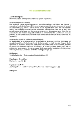 174
V.7 Encefalomielitis Aviar
Agente Etiológico:
Picornavirus de la familia picornaviridae, del género hepatovirus.
Virus de campo o virus entérico
Las cepas de campo se caracterizan por su enterotropismo, infectividad por vía oral y
excreción a través de las heces. El virus de campo es esencialmente entérico por lo tanto el
virus se distribuye y elimina con las heces, lo cual depende de la edad del ave infectada
siendo más prolongado el período de eliminación mientras más joven sea el ave, este
periodo puede variar hasta por dos semanas en aves muy jóvenes y por unos cinco días en
aves adultas. La infección se puede distribuir en forma horizontal. La infección en aves
jóvenes, en las cuales por la cercanía al nacimiento se asume que el virus causante es
vacunal.(2)
Virus vacunal o virus de pasaje en embrión de pollo
La presentación de la enfermedad por el virus vacunal tiene relación con la vacunación en
reproductoras (Y por lo tanto con la vía de transmisión vertical), cuando después de la
aplicación de la vacuna, se incuban los huevos que pueden tener el virus vacunal, es decir
no hay un suficiente tiempo entre la vacunación y la incubación de los huevos para que los
anticuerpos generados en el ave por causa de la vacunación, neutralicen el mismo virus
vacunal y los huevos pueda ser incubados sin ningún riesgo. (2)
Sinónimos:
Temblor Epidémico y Enfermedad de Nueva Inglaterra. (3)
Distribución Geográfica:
Distribución mundial. (2)
Especies que afecta:
Afecta a pollos en edad temprana, gallinas, faisanes, codornices y pavos. (2)
Patogenia:
 