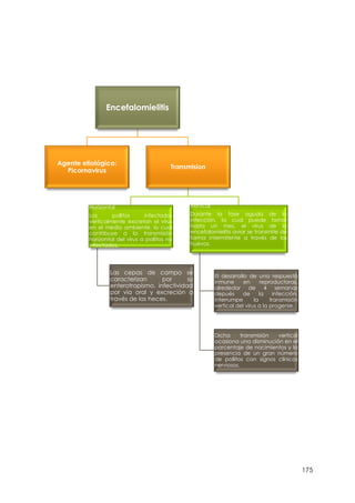 175
Encefalomielitis
Agente etiológico:
Picornavirus
Transmision
Horizontal
Los pollitos infectados
verticalmente excretan el virus
en el medio ambiente, lo cual
contribuye a la transmisión
horizontal del virus a pollitos no
infectados.
Las cepas de campo se
caracterizan por su
enterotropismo, infectividad
por vía oral y excreción a
través de las heces.
Vertical
Durante la fase aguda de la
infección, la cual puede tomar
hasta un mes, el virus de la
encefalomielitis aviar se transmite de
forma intermitente a través de los
huevos.
El desarrollo de una respuesta
inmune en reproductoras,
alrededor de 4 semanas
depués de la infección,
interrumpe la transmisión
vertical del virus a la progenie.
Dicha transmisión vertical
ocasiona una disminución en el
porcentaje de nacimientos y la
presencia de un gran número
de pollitos con signos clínicos
nerviosos.
 