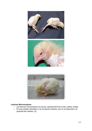 177
Lesiones Macroscópicas:
• Las lesiones macroscópicas son pocas, opacidad del lente ocular, palidez molleja.
• En aves adultas infectadas no se ha descrito cambios, que no correspondan a la
opacidad del cristalino. (2)
 