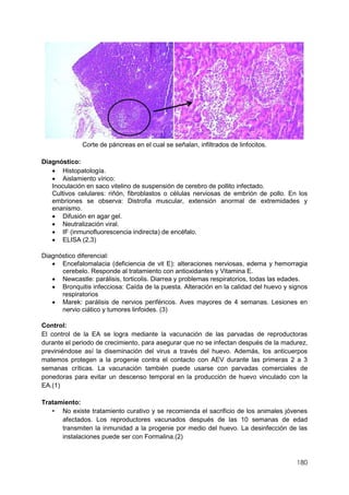 180
Corte de páncreas en el cual se señalan, infiltrados de linfocitos.
Diagnóstico:
 Histopatología.
 Aislamiento vírico:
Inoculación en saco vitelino de suspensión de cerebro de pollito infectado.
Cultivos celulares: riñón, fibroblastos o células nerviosas de embrión de pollo. En los
embriones se observa: Distrofia muscular, extensión anormal de extremidades y
enanismo.
 Difusión en agar gel.
 Neutralización viral.
 IF (inmunofluorescencia indirecta) de encéfalo.
 ELISA (2,3)
Diagnóstico diferencial:
 Encefalomalacia (deficiencia de vit E): alteraciones nerviosas, edema y hemorragia
cerebelo. Responde al tratamiento con antioxidantes y Vitamina E.
 Newcastle: parálisis, torticolis. Diarrea y problemas respiratorios, todas las edades.
 Bronquitis infecciosa: Caída de la puesta. Alteración en la calidad del huevo y signos
respiratorios
 Marek: parálisis de nervios periféricos. Aves mayores de 4 semanas. Lesiones en
nervio ciático y tumores linfoides. (3)
Control:
El control de la EA se logra mediante la vacunación de las parvadas de reproductoras
durante el periodo de crecimiento, para asegurar que no se infectan después de la madurez,
previniéndose así la diseminación del virus a través del huevo. Además, los anticuerpos
matemos protegen a la progenie contra el contacto con AEV durante las primeras 2 a 3
semanas críticas. La vacunación también puede usarse con parvadas comerciales de
ponedoras para evitar un descenso temporal en la producción de huevo vinculado con la
EA.(1)
Tratamiento:
• No existe tratamiento curativo y se recomienda el sacrificio de los animales jóvenes
afectados. Los reproductores vacunados después de las 10 semanas de edad
transmiten la inmunidad a la progenie por medio del huevo. La desinfección de las
instalaciones puede ser con Formalina.(2)
 