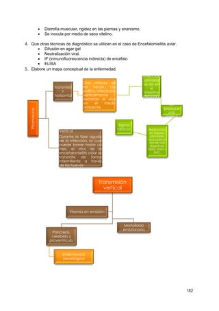 182
 Distrofia muscular, rigidez en las piernas y enanismo.
 Se inocula por medio de saco vitelino.
4. Que otras técnicas de diagnóstico se utilizan en el caso de Encefalomielitis aviar.
 Difusión en agar gel
 Neutralización viral.
 IF (inmunofluorescencia indirecta) de encéfalo
 ELISA
5. Elabore un mapa conceptual de la enfermedad.
Picornavirus
Transmisió
n
horizontal
Oral atreves de
las heces. Los
pollitos infectados
verticalmente
excretan el virus
en el medio
ambiente
Infección
primaria
se da en
el
intestino
delgado.
Se
produce
una
viremia.
Replicación
en hígado,
páncreas,
musculatura
lisa de vías
digestivas,
bazo, riñón y
SNC.
Signos
clínicos.
Vertical
Durante la fase aguda
de la infección, la cual
puede tomar hasta un
mes, el virus de la
encefalomielitis aviar se
transmite de forma
intermitente a través
de los huevos
Transmisión
vertical
Páncreas,
cerebelo y
proventrículo
Enfermedad
neurológica
Mortalidad
embrionaria
Viremia en embrión
 