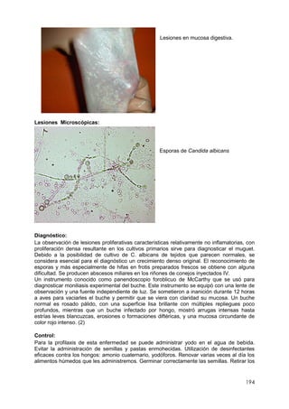 194
Lesiones en mucosa digestiva.
Lesiones Microscópicas:
Esporas de Candida albicans
Diagnóstico:
La observación de lesiones proliferativas características relativamente no inflamatorias, con
proliferación densa resultante en los cultivos primarios sirve para diagnosticar el muguet.
Debido a la posibilidad de cultivo de C. albicans de tejidos que parecen normales, se
considera esencial para el diagnóstico un crecimiento denso original. El reconocimiento de
esporas y más especialmente de hifas en frotis preparados frescos se obtiene con alguna
dificultad. Se producen abscesos miliares en los riñones de conejos inyectados IV.
Un instrumento conocido como panendoscopio foroblicuo de McCarthy que se usó para
diagnosticar moniliasis experimental del buche. Este instrumento se equipó con una lente de
observación y una fuente independiente de luz. Se sometieron a inanición durante 12 horas
a aves para vaciarles el buche y permitir que se viera con claridad su mucosa. Un buche
normal es rosado pálido, con una superficie lisa brillante con múltiples repliegues poco
profundos, mientras que un buche infectado por hongo, mostró arrugas intensas hasta
estrías leves blancuzcas, erosiones o formaciones diftéricas, y una mucosa circundante de
color rojo intenso. (2)
Control:
Para la profilaxis de esta enfermedad se puede administrar yodo en el agua de bebida.
Evitar la administración de semillas y pastas enmohecidas. Utilización de desinfectantes
eficaces contra los hongos: amonio cuaternario, yodóforos. Renovar varias veces al día los
alimentos húmedos que les administremos. Germinar correctamente las semillas. Retirar los
 