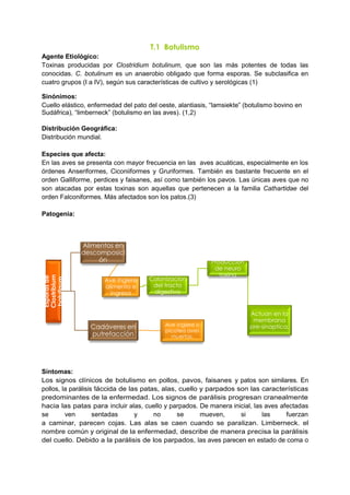 T.1 Botulismo
Agente Etiológico:
Toxinas producidas por Clostridium botulinum, que son las más potentes de todas las
conocidas. C. botulinum es un anaerobio obligado que forma esporas. Se subclasiﬁca en
cuatro grupos (I a IV), según sus características de cultivo y serológicas (1)
Sinónimos:
Cuello elástico, enfermedad del pato del oeste, alantiasis, “lamsiekte” (botulismo bovino en
Sudáfrica), “limberneck” (botulismo en las aves). (1,2)
Distribución Geográfica:
Distribución mundial.
Especies que afecta:
En las aves se presenta con mayor frecuencia en las aves acuáticas, especialmente en los
órdenes Anseriformes, Ciconiiformes y Gruriformes. También es bastante frecuente en el
orden Galliforme, perdices y faisanes, así como también los pavos. Las únicas aves que no
son atacadas por estas toxinas son aquellas que pertenecen a la familia Cathartidae del
orden Falconiformes. Más afectados son los patos.(3)
Patogenia:
Síntomas:
Los signos clínicos de botulismo en pollos, pavos, faisanes y patos son similares. En
pollos, la parálisis fláccida de las patas, alas, cuello y parpados son las características
predominantes de la enfermedad. Los signos de parálisis progresan cranealmente
hacia las patas para incluir alas, cuello y parpados. De manera inicial, las aves afectadas
se ven sentadas y no se mueven, si las fuerzan
a caminar, parecen cojas. Las alas se caen cuando se paralizan. Limberneck. el
nombre común y original de la enfermedad, describe de manera precisa la parálisis
del cuello. Debido a la parálisis de los parpados, las aves parecen en estado de coma o
Esporasde
Clostribium
botulinum
Alimentos en
descomposici
ón
Ave ingiere
alimento e
ingresa
Colonizacion
del tracto
digestivo
Produccion
de neuro
toxina
Actuan en la
membrana
pre-sinaptica.Cadáveres en
putrefacción
Ave ingiere o
picotea aves
muertas.
 