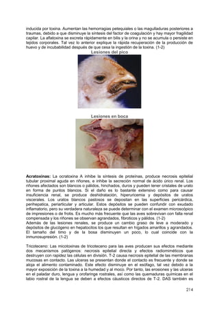 214
inducida por toxina. Aumentan las hemorragias petequiales o las magulladuras posteriores a
traumas, debido a que disminuye la síntesis del factor de coagulación y hay mayor fragilidad
capilar. La aflatoxina se excreta rápidamente en bilis y la orina y no se acumula o persiste en
tejidos corporales. Tal vez lo anterior explique la rápida recuperación de la producción de
huevo y de incubabilidad después de que cesa la ingestión de la toxina. (1-2)
Lesiones del pico
Lesiones en boca
Acratoxinas: La ocratoxina A inhibe la síntesis de proteínas, produce necrosis epitelial
tubular proximal aguda en riñones, e inhibe la secreción normal de ácido úrico renal. Los
riñones afectados son blancos o pálidos, hinchados, duros y pueden tener cristales de urato
en forma de puntos blancos. Si el daño es lo bastante extensivo como para causar
insuficiencia renal, se produce deshidratación, hiperuricemia y depósitos de uratos
viscerales. Los uratos blancos pastosos se depositan en las superficies pericárdica,
perihepatica, periarticular y articular. Estos depósitos se pueden confundir con exudado
inflamatorio, pero su verdadera naturaleza se puede determinar con el examen microscópico
de impresiones o de frotis. Es mucho más frecuente que las aves sobrevivan con falla renal
compensada y los riñones se observan agrandados, fibroticos y pálidos. (1-2)
Además de las lesiones renales, se produce un cambio graso de leve a moderado y
depósitos de glucógeno en hepatocitos los que resultan en hígados amarillos y agrandados.
El tamaño del timo y de la bosa disminuyen un poco, lo cual coincide con la
inmunosupresión. (1-2)
Tricoteceno: Las micotoxinas de tricoteceno para las aves producen sus efectos mediante
dos mecanismos patógenos: necrosis epitelial directa y efectos radiomiméticos que
destruyen con rapidez las células en división. T-2 causa necrosis epitelial de las membranas
mucosas en contacto. Las ulceras se presentan donde el contacto es frecuente y donde se
aloja el alimento contaminado. Este efecto disminuye en el esófago, tal vez debido a la
mayor exposición de la toxina a la humedad y al moco. Por tanto, las erosiones y las ulceras
en el paladar duro, lengua y orofaringe rostrales, así como las quemaduras químicas en el
labio rostral de la lengua se deben a efectos cáusticos directos de T-2. DAS también es
 