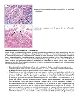 17
Detalle de infiltrado subendocardico, grave difuso, de heterófilos
y macrófagos.
Intestino con necrosis hacia la punta de las vellosidades
intestinales.
Diagnóstico definitivo, diferencial y confirmativo:
A pesar de que los signos clínicos pueden sugerir la probabilidad de paratifoidea aviar, el diagnóstico definitivo
depende del aislamiento e identificación del agente. Usando métodos de aislamiento convencional, muestras
de diferentes orígenes deben ser procesadas: muestras el medio ambiente, hisopos de arrastre tomados del
galpón, hisopos cloacales, muestras de cama, muestras de alimento, de agua y otras. Para el aislamiento de
muestras provenientes de las aves, debe preferirse hígado, bazo, ciegos, vesícula biliar, ovario, oviducto, saco
vitelino, y menos frecuentemente pueden utilizarse muestras adicionales de corazón, sangre, riñón, páncreas,
líquido sinovial y ojos. En la incubadora, muestras de huevos, cáscara y meconio pueden ser utilizadas para el
aislamiento e identificación. (1,3)
 Diagnóstico diferencial: Pullorosis (afecta solo a pollo bebe), tifoidea aviar (afecta a aves jóvenes),
arizonosis (afecta aves, humanos pero es especifica de pavos). Las lesiones causadas son similares
en este grupo de bacterias hacer la diferenciación por medios diagnósticos.
 Otras infecciones por Salmonella pueden producir lesiones similares en hígado, bazo e intestino, las
cuales no se pueden distinguir de manera macroscópica o microscópica de aquéllas originadas por
pulorosis o TA. En pulmones, Aspergillus u otros hongos pueden producir lesiones similares. S.
pullorum y S. gallinarum pueden localizarse en las principales articulaciones y vainas tendinosas en los
pollos; los signos y lesiones de estas bacterias también pueden semejarse a las producidas por
microorganismos como Mycoplasma synoviae, Staphylococcus aureus, Pasteurella multocida, o
Erysipelothrix rhusiopathiae. A veces, los nódulos blancos en el corazón de pollos jóvenes pueden ser
semejantes a los tumores de la enfermedad de Marek. Las infecciones locales con S. pullorum y S.
gallinarum en portadores adultos, en particular de los ovarios, tal vez sean idénticas a las ocasionadas
por otras infecciones bacterianas como coliformes, estafilococos, P. multocida, estreptococos, y otras
salmonelas. Las aves de cualquier edad pueden ser infectadas con S. pullorum y S. gallinarum, pero
 