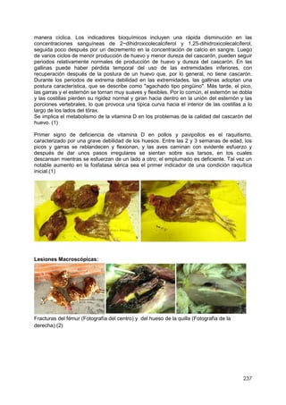 237
manera cíclica. Los indicadores bioquímicos incluyen una rápida disminución en las
concentraciones sanguíneas de 2~dihidroxicolecalciferol y 1,25-dihidroxicolecalciferol,
seguida poco después por un decremento en la concentración de calcio en sangre. Luego
de varios ciclos de menor producción de huevo y menor dureza del cascarón, pueden seguir
periodos relativamente normales de producción de huevo y dureza del cascarón. En las
gallinas puede haber pérdida temporal del uso de las extremidades inferiores, con
recuperación después de la postura de un huevo que, por lo general, no tiene cascarón.
Durante los periodos de extrema debilidad en las extremidades, las gallinas adoptan una
postura característica, que se describe como "agachado tipo pingüino". Más tarde, el pico,
las garras y el esternón se tornan muy suaves y flexibles. Por lo común, el esternón se dobla
y las costillas pierden su rigidez normal y giran hacia dentro en la unión del esternón y las
porciones vertebrales, lo que provoca una típica curva hacia el interior de las costillas a lo
largo de los lados del tórax.
Se implica el metabolismo de la vitamina D en los problemas de la calidad del cascarón del
huevo. (1)
Primer signo de deficiencia de vitamina D en pollos y pavipollos es el raquitismo,
caracterizado por una grave debilidad de los huesos. Entre las 2 y 3 semanas de edad, los
picos y garras se reblandecen y flexionan, y las aves caminan con evidente esfuerzo y
después de dar unos pasos irregulares se sientan sobre sus tarsos, en los cuales
descansan mientras se esfuerzan de un lado a otro; el emplumado es deficiente. Tal vez un
notable aumento en la fosfatasa sérica sea el primer indicador de una condición raquítica
inicial.(1)
Lesiones Macroscópicas:
Fracturas del fémur (Fotografía del centro) y del hueso de la quilla (Fotografía de la
derecha).(2)
 
