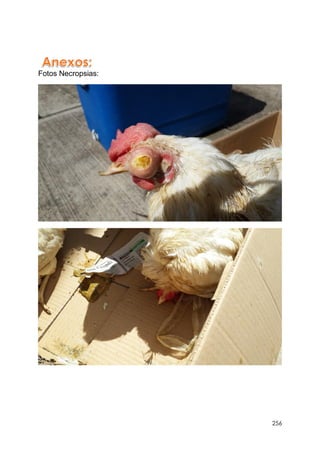 256
Fotos Necropsias:
 