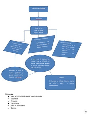 22
Síntomas:
 Baja producción de Huevo e incubabilidad.
 Debilidad
 Anorexia
 Escalofríos
 60% de mortalidad
 Diarrea
 