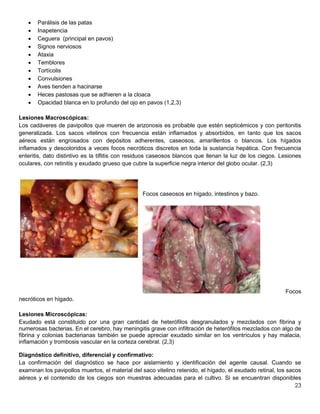23
 Parálisis de las patas
 Inapetencia
 Ceguera (principal en pavos)
 Signos nerviosos
 Ataxia
 Temblores
 Tortícolis
 Convulsiones
 Aves tienden a hacinarse
 Heces pastosas que se adhieren a la cloaca
 Opacidad blanca en lo profundo del ojo en pavos (1,2,3)
Lesiones Macroscópicas:
Los cadáveres de pavipollos que mueren de arizonosis es probable que estén septicémicos y con peritonitis
generalizada. Los sacos vitelinos con frecuencia están inflamados y absorbidos, en tanto que los sacos
aéreos están engrosados con depósitos adherentes, caseosos, amarillentos o blancos. Los hígados
inflamados y descoloridos a veces focos necróticos discretos en toda la sustancia hepática. Con frecuencia
enteritis, dato distintivo es la tiflitis con residuos caseosos blancos que llenan la luz de los ciegos. Lesiones
oculares, con retinitis y exudado grueso que cubre la superficie negra interior del globo ocular. (2,3)
Focos caseosos en hígado, intestinos y bazo.
Focos
necróticos en hígado.
Lesiones Microscópicas:
Exudado está constituido por una gran cantidad de heterófilos desgranulados y mezclados con fibrina y
numerosas bacterias. En el cerebro, hay meningitis grave con infiltración de heterófilos mezclados con algo de
fibrina y colonias bacterianas también se puede apreciar exudado similar en los ventrículos y hay malacia,
inflamación y trombosis vascular en la corteza cerebral. (2,3)
Diagnóstico definitivo, diferencial y confirmativo:
La confirmación del diagnóstico se hace por aislamiento y identificación del agente causal. Cuando se
examinan los pavipollos muertos, el material del saco vitelino retenido, el hígado, el exudado retinal, los sacos
aéreos y el contenido de los ciegos son muestras adecuadas para el cultivo. Si se encuentran disponibles
 