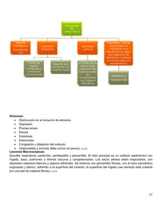 27
Síntomas:
 Disminución en el consumo de alimento.
 Depresión
 Plumas erizas
 Disnea
 Estertores
 Estornudos
 Congestión y dilatación del oviducto
 Osteomielitis y sinovitis (Más común en pavos). (1,2,3)
Lesiones Macroscópicas:
Saculitis respiratoria, peritonitis, perihepatitis y pericarditis. El dato principal es un cadáver septicémico con
hígado, bazo, pulmones y riñones oscuros y congestionados. Los sacos aéreos están engrosados, con
depósitos caseosos blancos y opacos adheridos. Se observa una pericarditis fibrosa, con el saco pericárdico
engrosado y blanco, adherido a la superficie del corazón, la superficie del hígado casi siempre está cubierta
por una piel de material fibroso. (1,2,3)
Patogenia
de
colibaciliocis
Agente
etiologóco:
Escherichia
coli
Trasmisión
horizontal
Indirecta: a
través de
aguas,
materiales o
ambientes
contaminado
s
Directa: por
contacto con
materia fecal
Trasmision
vertical
A través de la
yema o por
cáscaras de
huevos sucios
en
incubadoras
con higiene
deficiente
Trasmision: vía de
transmisión es
mediante ruta
fecal-oral, es decir
por ingestión de
alimentos o bebida
contaminadas por
excrementos.
Vertical y
Horizontal
 