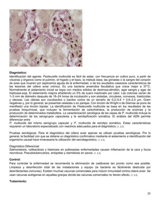 39
Diagnóstico:
Identificación del agente: Pasteurella multocida es fácil de aislar, con frecuencia en cultivo puro, a partir de
vísceras y órganos como el pulmón, el hígado y el bazo, la médula ósea, las gónadas o la sangre del corazón
de aves que mueren por septicemia aguda de la enfermedad, o de los exudados caseosos característicos de
las lesiones del cólera aviar crónico. Es una bacteria anaerobia facultativa que crece mejor a 37°C.
Normalmente el aislamiento inicial se logra con medios sólidos de dextrosa-almidón, agar sangre y agar de
tripticasa-soja. El aislamiento mejora añadiendo un 5% de suero inactivado por calor. Las colonias varían de
1–3 mm de diámetro después de 18–24 horas de incubación y son aisladas, circulares, convexas, traslúcidas
y oleosas. Las células son cocobacilos o bacilos cortos de un tamaño de 0,2–0,4 × 0,6–2,5 µm, Gram
negativas y, por lo general, se presentan aisladas o en parejas. Con tinción de Wright o de Giemsa se pone de
manifiesto una tinción bipolar. La identificación de Pasteurella multocida se basa en los resultados de las
pruebas bioquímicas, que incluyen la fermentación de carbohidratos, la producción de enzimas y la
producción de determinados metabolitos. La caracterización serológica de las cepas de P. multocida incluye la
determinación de los serogrupos capsulares y la serotipificación somática. El análisis del ADN permite
diferenciar entre
P. multocida del mismo serogrupo capsular y P. multocida de serotipo somático. Estas características
requieren un laboratorio especializado con reactivos adecuados para el diagnóstico. (1, 2,3)
Pruebas serológicas: Para el diagnóstico del cólera aviar apenas se utilizan pruebas serológicas. Por lo
general, la facilidad con que se obtiene un diagnóstico confirmativo mediante el aislamiento e identificación del
organismo causal hace innecesaria la utilización del serodiagnóstico. (1, 2,3)
Diagnóstico Diferencial:
Salmonelosis, colibacilosis y listeriosis en pollosestas enfermedades causan inflamación de la cara y focos
necroticos. Pseudotuberculosis, erisipelas y clamidiosis en pavos. (1, 2,3)
Control:
Para controlar la enfermedad se recomienda la eliminación de cadáveres tan pronto como sea posible.
Limpieza y desinfección total de las instalaciones y equipo (la bacteria es fácilmente destruida por
desinfectantes comunes). Existen muchas vacunas comerciales para inducir inmunidad contra cólera aviar. Se
usan vacunas autógenas en aquellas granjas donde las vacunas comerciales no tienen efecto. (1, 2,3)
Tratamiento:
 