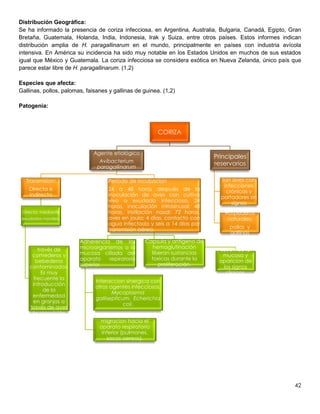 42
Distribución Geográfica:
Se ha informado la presencia de coriza infecciosa, en Argentina, Australia, Bulgaria, Canadá, Egipto, Gran
Bretaña, Guatemala, Holanda, India, Indonesia, Irak y Suiza, entre otros países. Estos informes indican
distribución amplia de H. paragallinarum en el mundo, principalmente en países con industria avícola
intensiva. En América su incidencia ha sido muy notable en los Estados Unidos en muchos de sus estados
igual que México y Guatemala. La coriza infecciosa se considera exótica en Nueva Zelanda, único país que
parece estar libre de H. paragallinarum. (1,2)
Especies que afecta:
Gallinas, pollos, palomas, faisanes y gallinas de guinea. (1,2)
Patogenia:
CORIZA
Agente etiológico
Avibacterium
paragallinarum
Transmision:
Directa e
indirecta
Directa: mediante
exudados nasales.
Indirecta: a
través de
comederos y
bebederos
contaminados.
Es muy
frecuente la
introducción
de la
enfermedad
en granjas a
través de aves
de reposición.
Periodo de incubacion
24 a 48 horas después de la
inoculación de aves con cultivo
vivo o exudado infeccioso. 24
horas, inoculación intrasinusal; 48
horas, instilación nasal; 72 horas,
aves en jaula; 4 días, contacto con
agua infectada y seis a 14 días por
transmisión aérea.
Adherencia de los
microorganismos a la
mucosa ciliada del
aparato repiratorio
superior.
Interaccion sinergica con
otros agentes infecciosos:
Mycoplasma
gallisepticum, Echerichia
coli.
migracion hacia el
aparato respiratorio
inferior (pulmones,
sacos aereos).
Capsula y antigeno de
hemaglutinación
liberan sustancias
toxicas durante la
proliferación.
Lesion de la
mucosa y
aparicion de
los signos
clinicos.
Principales
reservorios
son aves con
infecciones
crónicas y
portadores sin
signos
Hospederos
naturales:
pollos y
gallinas
 