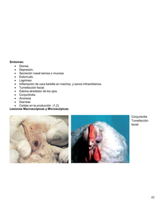 43
Síntomas:
 Disnea
 Depresión.
 Secreción nasal serosa o mucosa.
 Estornudo.
 Lagrimeo
 Inflamación de cara barbilla en machos, y senos infraorbitarios.
 Tumefacción facial.
 Edema alrededor de los ojos.
 Conjuntivitis.
 Anorexia
 Diarreas
 Caídas en la producción (1,2)
Lesiones Macroscópicas y Microscópicas:
Conjuntivitis
Tumefacción
facial
 