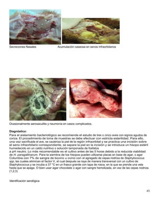 45
Secreciones Nasales Acumulación caseosa en senos infraorbitarios
Ocasionalmente aerosaculitis y neumonía en casos complicados.
Diagnóstico:
Para el aislamiento bacteriológico se recomienda el estudio de tres o cinco aves con signos agudos de
coriza. El procedimiento de toma de muestras se debe efectuar con estricta esterilidad. Para ello,
una vez sacrificada el ave, se cauteriza la piel de la región infraorbital y se practica una incisión sobre
el seno infraorbitario correspondiente, se separa la piel en la incisión y se introduce un hisopo estéril
humedecido en un caldo nutritivo o solución tamponada de fosfatos
a pH neutro. Lo más recomendable es el cultivo antes de las 5 horas debido a la reducida viabilidad
de H. paragallinarum. Para la siembra de los hisopos pueden utilizarse placas en base de agar, o agar
Columbia con 7% de sangre de bovino u ovino con el agregado de cepas nodriza de Staphylococcus
spp, las cuales eliminan el factor V, el cual después se raya de manera transversal con un cultivo de
Staphylococcus y se incuba a 37 °C en un frasco grande con tapa de rosca, en la que se prende una vela
hasta que se apaga. O bien usar agar chocolate o agar con sangre hemolizada, en vez de las cepas nodriza.
(1,2,3)
Identificación serológica
 