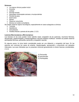 52
Síntomas:
 Los signos clínicos pueden incluir:
 Anorexia
 Letargo
 Plumaje erizado
 Descargas oculonasales serosas o mucopurulentas
 Pérdida de peso.
 Estornudos
 Disnea
 Observar conjuntivitis
 Diarrea con verde a amarillento.
Se pueden observar signos neurológicos, especialmente en casos subagudos a crónicos:
 Tortícolis
 Opistótonos
 Convulsiones
 Parálisis flácida o paresia de las patas. (1,2,3)
Lesiones Macroscópicas y Microscópicas:
Las lesiones en las aves pueden incluir adenitis nasal, congestión de los pulmones, neumonía fibrinosa,
aerosaculitis, esplenomegalia y hepatomegaliacon necrosis hepática multifocal. También se pueden observar
perihepatitis fibrinosa, pericarditis, peritonitis y congestión vascular.
En algunos pavos, la única lesión considerable puede ser una dilatación y congestión del bazo. En las
palomas son comunes los casos de enteritis, hepatomegalia, aerosaculitis y conjuntivitis con párpados
inflamados. Las aves infectadas que no presentan síntomas generalmente no tienen lesiones considerables.
(1,2,3)
A) Pericarditis
B) Aerosaculitis
C) Perihepatitis
 