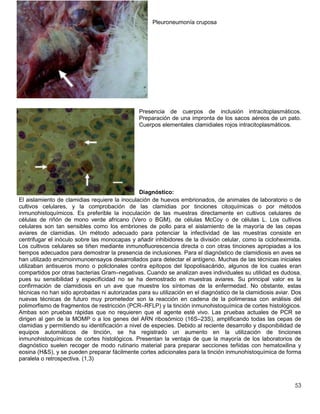 53
Pleuroneumonía cruposa
Presencia de cuerpos de inclusión intracitoplasmáticos.
Preparación de una impronta de los sacos aéreos de un pato.
Cuerpos elementales clamidiales rojos intracitoplasmáticos.
Diagnóstico:
El aislamiento de clamidias requiere la inoculación de huevos embrionados, de animales de laboratorio o de
cultivos celulares, y la comprobación de las clamidias por tinciones citoquímicas o por métodos
inmunohistoquímicos. Es preferible la inoculación de las muestras directamente en cultivos celulares de
células de riñón de mono verde africano (Vero o BGM), de células McCoy o de células L. Los cultivos
celulares son tan sensibles como los embriones de pollo para el aislamiento de la mayoría de las cepas
aviares de clamidias. Un método adecuado para potenciar la infectividad de las muestras consiste en
centrifugar el inóculo sobre las monocapas y añadir inhibidores de la división celular, como la cicloheximida.
Los cultivos celulares se tiñen mediante inmunofluorescencia directa o con otras tinciones apropiadas a los
tiempos adecuados para demostrar la presencia de inclusiones. Para el diagnóstico de clamidiosis en aves se
han utilizado enzimoinmunoensayos desarrollados para detectar el antígeno. Muchas de las técnicas iniciales
utilizaban antisueros mono o policlonales contra epítopos del lipopolisacárido, algunos de los cuales eran
compartidos por otras bacterias Gram–negativas. Cuando se analizan aves individuales su utilidad es dudosa,
pues su sensibilidad y especificidad no se ha demostrado en muestras aviares. Su principal valor es la
confirmación de clamidiosis en un ave que muestre los síntomas de la enfermedad. No obstante, estas
técnicas no han sido aprobadas ni autorizadas para su utilización en el diagnóstico de la clamidiosis aviar. Dos
nuevas técnicas de futuro muy prometedor son la reacción en cadena de la polimerasa con análisis del
polimorfismo de fragmentos de restricción (PCR–RFLP) y la tinción inmunohistoquímica de cortes histológicos.
Ambas son pruebas rápidas que no requieren que el agente esté vivo. Las pruebas actuales de PCR se
dirigen al gen de la MOMP o a los genes del ARN ribosómico (16S–23S), amplificando todas las cepas de
clamidias y permitiendo su identificación a nivel de especies. Debido al reciente desarrollo y disponibilidad de
equipos automáticos de tinción, se ha registrado un aumento en la utilización de tinciones
inmunohistoquímicas de cortes histológicos. Presentan la ventaja de que la mayoría de los laboratorios de
diagnóstico suelen recoger de modo rutinario material para preparar secciones teñidas con hematoxilina y
eosina (H&S), y se pueden preparar fácilmente cortes adicionales para la tinción inmunohistoquímica de forma
paralela o retrospectiva. (1,3)
 