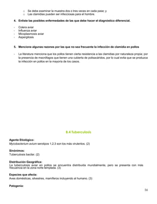 56
o Se debe examinar la muestra dos o tres veces en cada pase; y
o Las clamidias pueden ser infecciosas para el hombre.
4. Enliste las posibles enfermedades de las que debe hacer el diagnóstico diferencial.
- Colera aviar
- Influenza aviar
- Micoplasmosis aviar
- Aspergilosis
5. Mencione algunas razones por las que no sea frecuente la infección de clamidia en pollos
- La literatura menciona que los pollos tienen cierta resistencia a las clamidias por naturaleza propia; por
la presencia de macrófagos que tienen una cubierta de polisacáridos, por lo cual evita que se produzca
la infección en pollos en la mayoría de los casos.
B.4 Tuberculosis
Agente Etiológico:
Mycobacterium avium serotipos 1,2,3 son los más virulentos. (2)
Sinónimos:
Tuberculosis bacilar. (2)
Distribución Geográfica:
La tuberculosis aviar en pollos se encuentra distribuida mundialmente, pero se presenta con más
frecuencia en la zona norte templada. (3)
Especies que afecta:
Aves domésticas, silvestres, mamíferos incluyendo al humano. (3)
Patogenia:
 