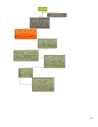 57
Tuberculosis
Via respiratoria
La vía de infección habitual es
la respiratoria, por inhalación
de las gotículas infectadas
que un animal enfermo ha
expulsado al toser o al respirar
Via Oral: Los animales iIngieren
saliva u otras secreciones del
animal infectado (por ejemplo, en
comederos o bebederos
contaminados).
Al ingresar por via digestiva
puede llegar a causar
lesiones predominantes en
hígado, bazo, intestino y
médula ósea, en los
pulmones y riñones.
Se desarrolla hipersensibilidad de tipo
tardio
(HTT), despues de la exposicion a las
micobacterias; una
vez activada, los macrofagos
demuestran mayor capacidad para
matar M. avium intracelular.
Las respuestas de HTT se
encuentran reguladas por
linfocitos, que liberan linfocinas
que actuan para atraer,
inmovilizar y activar células
mononucleares sanguineas al
sitio donde se encuentran los
bacilos virulentos
La HTT que se
desarrolla, contribuye
a acelerar la
formacion de
tubdreulos y, en
parte, origina la
inmunidad
celular en la
tuberculosis.
Los macrofagos activados que
carecen de suficientes
componentes microbicidas
subcelulares para destruir a los
bacilos tuberculosos virulentos se
destruyen por el crecimiento
intracelular del microorganismo y
se desarrolla una lesion.
Agente Etiologico:
Mycobacterium avium
 