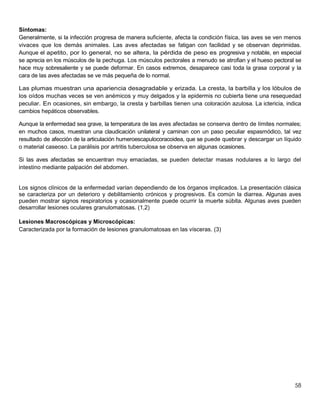 58
Síntomas:
Generalmente, si la infección progresa de manera suficiente, afecta la condición física, las aves se ven menos
vivaces que los demás animales. Las aves afectadas se fatigan con facilidad y se observan deprimidas.
Aunque el apetito, por lo general, no se altera, la pérdida de peso es progresiva y notable, en especial
se aprecia en los músculos de la pechuga. Los músculos pectorales a menudo se atrofian y el hueso pectoral se
hace muy sobresaliente y se puede deformar. En casos extremos, desaparece casi toda la grasa corporal y la
cara de las aves afectadas se ve más pequeña de lo normal.
Las plumas muestran una apariencia desagradable y erizada. La cresta, la barbilla y los lóbulos de
los oídos muchas veces se ven anémicos y muy delgados y la epidermis no cubierta tiene una resequedad
peculiar. En ocasiones, sin embargo, la cresta y barbillas tienen una coloración azulosa. La ictericia, indica
cambios hepáticos observables.
Aunque la enfermedad sea grave, la temperatura de las aves afectadas se conserva dentro de límites normales;
en muchos casos, muestran una claudicación unilateral y caminan con un paso peculiar espasmódico, tal vez
resultado de afección de la articulación humeroescapulocoracoidea, que se puede quebrar y descargar un líquido
o material caseoso. La parálisis por artritis tuberculosa se observa en algunas ocasiones.
Si las aves afectadas se encuentran muy emaciadas, se pueden detectar masas nodulares a lo largo del
intestino mediante palpación del abdomen.
Los signos clínicos de la enfermedad varían dependiendo de los órganos implicados. La presentación clásica
se caracteriza por un deterioro y debilitamiento crónicos y progresivos. Es común la diarrea. Algunas aves
pueden mostrar signos respiratorios y ocasionalmente puede ocurrir la muerte súbita. Algunas aves pueden
desarrollar lesiones oculares granulomatosas. (1,2)
Lesiones Macroscópicas y Microscópicas:
Caracterizada por la formación de lesiones granulomatosas en las vísceras. (3)
 
