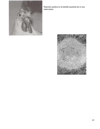 60
Reacción positiva en la barbilla izquierda de un ave
tuberculosa.
 