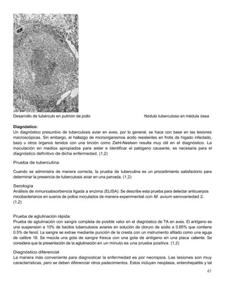 61
Desarrollo de tubérculo en pulmón de pollo Nódulo tuberculoso en médula ósea
Diagnóstico:
Un diagnóstico presuntivo de tuberculosis aviar en aves, por lo general, se hace con base en las lesiones
macroscópicas. Sin embargo, el hallazgo de microorganismos ácido resistentes en frotis de hígado infectado,
bazo u otros órganos tenidos con una tinción como Ziehl-Neelsen resulta muy útil en el diagnóstico. La
inoculación en medios apropiados para aislar e identificar el patógeno causante, es necesaria para el
diagnóstico definitivo de dicha enfermedad. (1,2)
Prueba de tuberculina
Cuando se administra de manera correcta, la prueba de tuberculina es un procedimiento satisfactorio para
determinar la presencia de tuberculosis aviar en una parvada. (1,2)
Serología
Análisis de inmunoabsorbencia ligada a enzima (ELISA): Se describe esta prueba para detectar anticuerpos
micobacterianos en sueros de pollos inoculados de manera experimental con M. avium serovariedad 2.
(1,2)
Prueba de aglutinación rápida:
Prueba de aglutinación con sangre completa de posible valor en el diagnóstico de TA en aves. El antígeno es
una suspension a 10% de bacilos tuberculosos aviares en solución de cloruro de sodio a 0.85% que contiene
0.5% de fenol. La sangre se extrae mediante punción de la cresta con un instrumento afilado como una aguja
de calibre 18. Se mezcla una gota de sangre fresca con una gota de antígeno en una placa caliente. Se
considera que la presentación de la aglutinación en un minuto es una prueba positiva. (1,2)
Diagnóstico diferencial
La manera más conveniente para diagnosticar la enfermedad es por necropsia. Las lesiones son muy
características, pero se deben diferenciar otros padecimientos. Estos incluyen neoplasia, enterohepatitis y tal
 