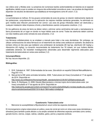 62
vez cólera aviar y tifoidea aviar. La presencia de numerosos bacilos acidorresistentes en lesiones es en especial
significativa, debido a que no existen en ninguna otra enfermedad conocida en aves. Las pruebas de diagnóstico
dependen de estudios de laboratorio que establezca al microorganismo como M. avium. (1,2)
Control:
La quimioterapia es ineficaz. En los grupos comerciales de aves de granja, la rotación relativamente rápida de
las poblaciones, conjuntamente con la aplicación de mejores medidas sanitarias generales, ha eliminado en
gran medida esta infección previamente tan común. Las aves de granja infectadas deben ser destruidas y
cualquier instalación debe limpiarse a fondo y desinfectarse usando compuestos cresílicos. (1,2)
En los gallineros de pisos de tierra se deben retirar y eliminar varios centímetros del suelo y reemplazarse la
tierra proveniente de un lugar en donde no haya habido aves de corral. Todas las aberturas deben cubrirse
con tela metálica para evitar entrada de aves silvestres. (1,2)
Tratamiento:
Los fármacos antituberculosis no se emplean a menudo para tratar a las aves domésticas. Sin embargo, se
utilizan combinaciones de estos fármacos en el tratamiento de ciertas aves exóticas en cautiverio. Se observó la
remision clínica en tres aves que recibieron una combinacion de isoniacida (30 mg/ kg), etambutol (30 mg/kg) y
rifampicina (45 mg/kg). La duración recomendada de tratamiento fue 18 meses, sin que hubiera efectos
colaterales adversos. Se necesitan investigaciones adicionales para desarrollar regímenes adecuados para
tratamiento de tuberculosis en varias aves exóticas (1,2)
Inmunoprofiláxis:
No hay vacuna disponible. (2)
Bibliografías:
1. B.W. Calneket al. 1997. Enfermedades de las aves. 2da edición en español Editorial ManualModerno.
Pag(167-177).
2. Manual de la OIE sobre animales terrestres. 2008. Tuberculosis (en línea).Consultado el 17 de agosto
de 2014. Disponible en:
http://www.oie.int/fileadmin/Home/esp/Health_standards/tahm/2.09.09.%20Salmonelosis.pdf.
3. Neira, R.,Rodríguez, G. 2006. Estudio Macroscópico y microsc+opico de la tuberculosis aviar. (en
línea) consultado el 17 de agosto de 2014. Disponible en
http://webcache.googleusercontent.com/search?q=cache:a2ghqSSAgzEJ:revistas.lasalle.edu.co/index.
php/mv/article/download/2050/1914+&cd=7&hl=es&ct=clnk&gl=gt.
Cuestionario: Tuberculosis aviar
1. Mencione la susceptibilidad a Mycobacterium avium entre las especies domésticas
El microorganismo origina tuberculosis en pollos y aves de corral así como en otras aves (aves domésticas y
silvestres) pero también puede afectar a una amplia variedad de diferentes especies animales como cerdos,
ganado bovino, ciervos, ovejas, cabras, caballos, gatos, perros y especies exóticas.
 