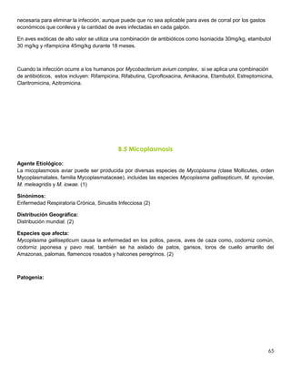 65
necesaria para eliminar la infección, aunque puede que no sea aplicable para aves de corral por los gastos
económicos que conlleva y la cantidad de aves infectadas en cada galpón.
En aves exóticas de alto valor se utiliza una combinación de antibióticos como Isoniacida 30mg/kg, etambutol
30 mg/kg y rifampicina 45mg/kg durante 18 meses.
Cuando la infección ocurre a los humanos por Mycobacterium avium complex, si se aplica una combinación
de antibióticos, estos incluyen: Rifampicina, Rifabutina, Ciprofloxacina, Amikacina, Etambutol, Estreptomicina,
Claritromicina, Azitromicina.
B.5 Micoplasmosis
Agente Etiológico:
La micoplasmosis aviar puede ser producida por diversas especies de Mycoplasma (clase Mollicutes, orden
Mycoplasmatales, familia Mycoplasmataceae), incluidas las especies Mycoplasma gallisepticum, M. synoviae,
M. meleagridis y M. iowae. (1)
Sinónimos:
Enfermedad Respiratoria Crónica, Sinusitis Infecciosa (2)
Distribución Geográfica:
Distribución mundial. (2)
Especies que afecta:
Mycoplasma gallisepticum causa la enfermedad en los pollos, pavos, aves de caza como, codorniz común,
codorniz japonesa y pavo real, también se ha aislado de patos, gansos, loros de cuello amarillo del
Amazonas, palomas, flamencos rosados y halcones peregrinos. (2)
Patogenia:
 