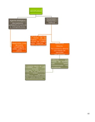 66
MICOPLASMA
Agente etiológico:
Mycoplasma
gallisepticum,synovia
e, melagridis,iowa.
Reservorios: Aves
de corral
usualmente,
pollos, gallinas y
pavos
Transmisión:
Horizontal y
Vertical
Vertical: Infeccion
a traves de los
huevos , cuando
nacen los pollitos
estos infectan a
otros via horizontal
Horizontal:
Directa:
Por contacto directo
por medio de
aerosoles
(secresiones)
Indirecta: por
medio de fomites
que esten
contaminados con
secresiones.
El contacto directo de aves
susceptibles con pollos
portadore;
infectados o pavos, provoca
brotes de la enfermedad;
tambien
puede desarrollarse
diseminación mediante polvo,
gotas ( plumas contaminados,
que se diseminan por el afire.
 