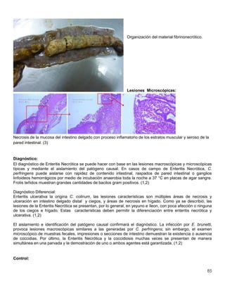 85
Organización del material fibrinonecrótico.
Lesiones Microscópicas:
Necrosis de la mucosa del intestino delgado con proceso inflamatorio de los estratos muscular y seroso de la
pared intestinal. (3)
Diagnóstico:
El diagnóstico de Enteritis Necrótica se puede hacer con base en las lesiones macroscópicas y microscópicas
típicas y mediante el aislamiento del patógeno causal. En casos de campo de Enteritis Necrótica, C.
perfringens puede aislarse con rapidez de contenido intestinal, raspados de pared intestinal o ganglios
linfoideos hemorrágicos por medio de incubación anaerobia toda la noche a 37 °C en placas de agar sangre.
Frotis teñidos muestran grandes cantidades de bacilos gram positivos. (1,2)
Diagnóstico Diferencial:
Enteritis ulcerativa la origina C. colinum, las lesiones características son múltiples áreas de necrosis y
ulceración en intestino delgado distal y ciegos, y áreas de necrosis en hígado. Como ya se describió, las
lesiones de la Enteritis Necrótica se presentan, por lo general, en yeyuno e íleon, con poca afección o ninguna
de los ciegos e hígado. Estas características deben permitir la diferenciación entre enteritis necrótica y
ulcerativa. (1,2)
El aislamiento e identificación del patógeno causal confirmará el diagnóstico. La infección por E. brunetti,
provoca lesiones macroscópicas similares a las generadas por C. perfringens; sin embargo, el examen
microscópico de muestras fecales, impresiones o secciones de intestino demuestran la existencia o ausencia
de coccidias. Por último, la Enteritis Necrótica y la coccidiosis muchas veces se presentan de manera
simultánea en una parvada y la demostración de uno o ambos agentes está garantizada. (1,2)
Control:
 