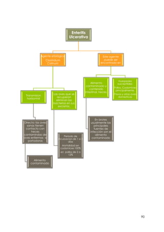 90
Enteritis
Ulcerativa
Agente etiológico
Clostridium
Colinum
Transmision
horizontal
Directo: las aves
sanas tienen
contacto con
heces
contamindas de
aves enfermas o
portadoras
Alimento
contaminado
Las aves que se
recuperan
eliminan las
bacterias en sus
excretas.
Periodo de
incubacion de 1 a 3
días
Mortalidad en
codornices 100%
en pollos de 2 a
12%
Este agente
puede ser
encontrado en
Alimento
contaminado y
contenido
intestinal, heces.
En brotes
usualmente las
principales
fuentes de
infección son el
alimento
contaminado
Huespedes
susceptibles:
Pollos, Codornices
principalmente.
Pavos y otras aves
domesticas
 