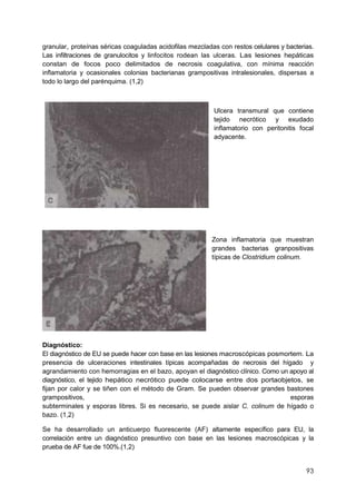 93
granular, proteínas séricas coaguladas acidofilas mezcladas con restos celulares y bacterias.
Las infiltraciones de granulocitos y linfocitos rodean las ulceras. Las lesiones hepáticas
constan de focos poco delimitados de necrosis coagulativa, con mínima reacción
inflamatoria y ocasionales colonias bacterianas grampositivas intralesionales, dispersas a
todo lo largo del parénquima. (1,2)
Ulcera transmural que contiene
tejido necrótico y exudado
inflamatorio con peritonitis focal
adyacente.
Zona inflamatoria que muestran
grandes bacterias granpositivas
típicas de Clostridium colinum.
Diagnóstico:
El diagnóstico de EU se puede hacer con base en las lesiones macroscópicas posmortem. La
presencia de ulceraciones intestinales típicas acompañadas de necrosis del hígado y
agrandamiento con hemorragias en el bazo, apoyan el diagnóstico clínico. Como un apoyo al
diagnóstico, el tejido hepático necrótico puede colocarse entre dos portaobjetos, se
fijan por calor y se tiñen con el método de Gram. Se pueden observar grandes bastones
grampositivos, esporas
subterminales y esporas libres. Si es necesario, se puede aislar C. colinum de hígado o
bazo. (1,2)
Se ha desarrollado un anticuerpo fluorescente (AF) altamente específico para EU, la
correlación entre un diagnóstico presuntivo con base en las lesiones macroscópicas y la
prueba de AF fue de 100%.(1,2)
 