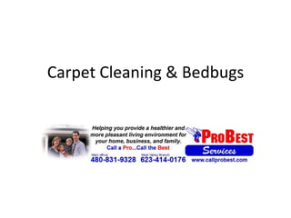 Carpet Cleaning & Bedbugs 