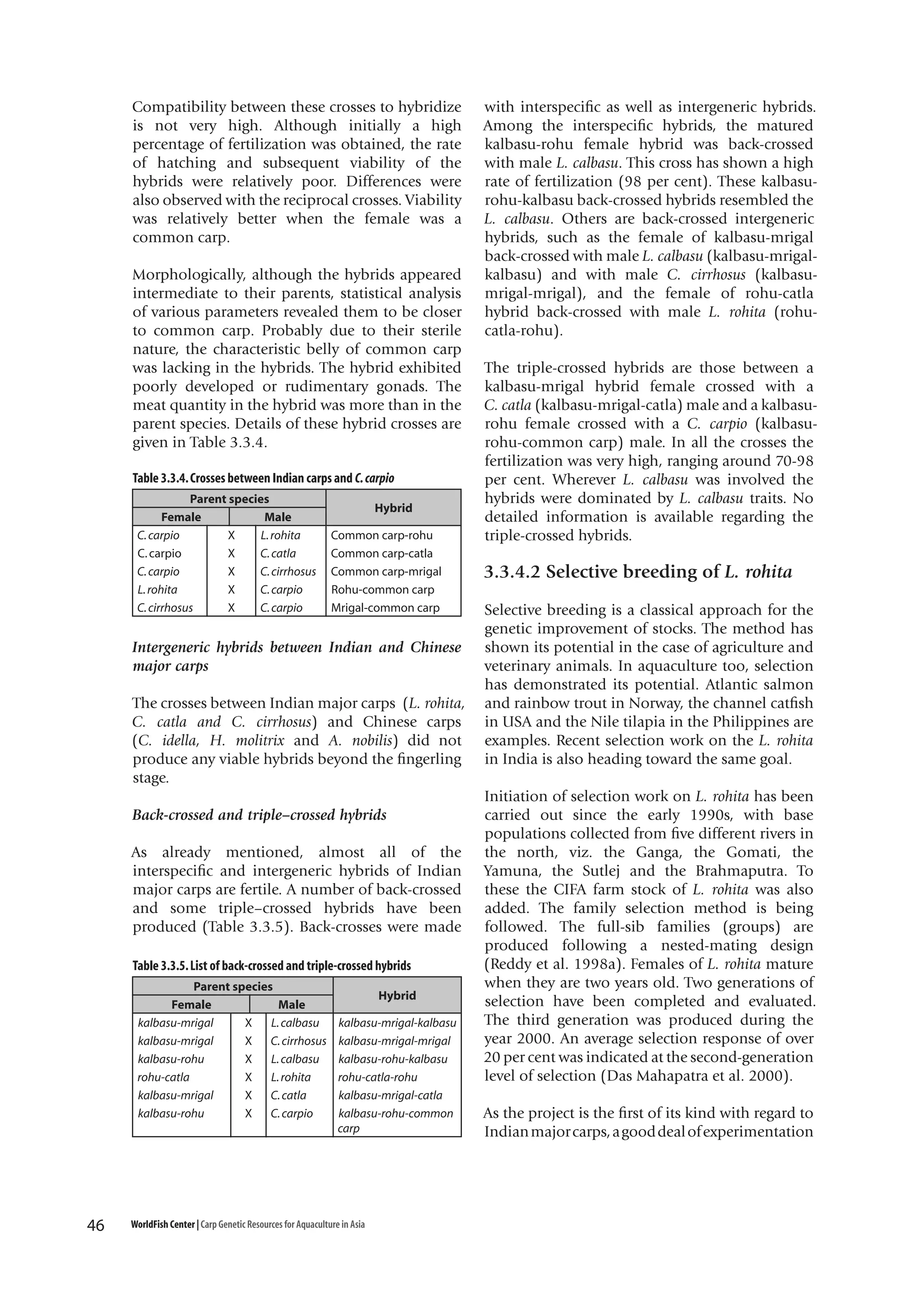 Compatibility between these crosses to hybridize
is not very high. Although initially a high
percentage of fertilization was obtained, the rate
of hatching and subsequent viability of the
hybrids were relatively poor. Differences were
also observed with the reciprocal crosses. Viability
was relatively better when the female was a
common carp.
Morphologically, although the hybrids appeared
intermediate to their parents, statistical analysis
of various parameters revealed them to be closer
to common carp. Probably due to their sterile
nature, the characteristic belly of common carp
was lacking in the hybrids. The hybrid exhibited
poorly developed or rudimentary gonads. The
meat quantity in the hybrid was more than in the
parent species. Details of these hybrid crosses are
given in Table 3.3.4.
Table 3.3.4. Crosses between Indian carps and C. carpio
Parent species
Female
Male
C. carpio
X
L. rohita
C. carpio
X
C. catla
C. carpio
X
C. cirrhosus
L. rohita
X
C. carpio
C. cirrhosus
X
C. carpio

Hybrid
Common carp-rohu
Common carp-catla
Common carp-mrigal
Rohu-common carp
Mrigal-common carp

Intergeneric hybrids between Indian and Chinese
major carps
The crosses between Indian major carps (L. rohita,
C. catla and C. cirrhosus) and Chinese carps
(C. idella, H. molitrix and A. nobilis) did not
produce any viable hybrids beyond the fingerling
stage.
Back-crossed and triple–crossed hybrids
As already mentioned, almost all of the
interspecific and intergeneric hybrids of Indian
major carps are fertile. A number of back-crossed
and some triple–crossed hybrids have been
produced (Table 3.3.5). Back-crosses were made
Table 3.3.5. List of back-crossed and triple-crossed hybrids
Parent species
Female
Male
kalbasu-mrigal
X
L. calbasu
kalbasu-mrigal
X C. cirrhosus
kalbasu-rohu
X
L. calbasu
rohu-catla
X
L. rohita
kalbasu-mrigal
X C. catla
kalbasu-rohu
X C. carpio

46

Hybrid
kalbasu-mrigal-kalbasu
kalbasu-mrigal-mrigal
kalbasu-rohu-kalbasu
rohu-catla-rohu
kalbasu-mrigal-catla
kalbasu-rohu-common
carp

WorldFish Center | Carp Genetic Resources for Aquaculture in Asia

with interspecific as well as intergeneric hybrids.
Among the interspecific hybrids, the matured
kalbasu-rohu female hybrid was back-crossed
with male L. calbasu. This cross has shown a high
rate of fertilization (98 per cent). These kalbasurohu-kalbasu back-crossed hybrids resembled the
L. calbasu. Others are back-crossed intergeneric
hybrids, such as the female of kalbasu-mrigal
back-crossed with male L. calbasu (kalbasu-mrigalkalbasu) and with male C. cirrhosus (kalbasumrigal-mrigal), and the female of rohu-catla
hybrid back-crossed with male L. rohita (rohucatla-rohu).
The triple-crossed hybrids are those between a
kalbasu-mrigal hybrid female crossed with a
C. catla (kalbasu-mrigal-catla) male and a kalbasurohu female crossed with a C. carpio (kalbasurohu-common carp) male. In all the crosses the
fertilization was very high, ranging around 70-98
per cent. Wherever L. calbasu was involved the
hybrids were dominated by L. calbasu traits. No
detailed information is available regarding the
triple-crossed hybrids.

3.3.4.2 Selective breeding of L. rohita
Selective breeding is a classical approach for the
genetic improvement of stocks. The method has
shown its potential in the case of agriculture and
veterinary animals. In aquaculture too, selection
has demonstrated its potential. Atlantic salmon
and rainbow trout in Norway, the channel catfish
in USA and the Nile tilapia in the Philippines are
examples. Recent selection work on the L. rohita
in India is also heading toward the same goal.
Initiation of selection work on L. rohita has been
carried out since the early 1990s, with base
populations collected from five different rivers in
the north, viz. the Ganga, the Gomati, the
Yamuna, the Sutlej and the Brahmaputra. To
these the CIFA farm stock of L. rohita was also
added. The family selection method is being
followed. The full-sib families (groups) are
produced following a nested-mating design
(Reddy et al. 1998a). Females of L. rohita mature
when they are two years old. Two generations of
selection have been completed and evaluated.
The third generation was produced during the
year 2000. An average selection response of over
20 per cent was indicated at the second-generation
level of selection (Das Mahapatra et al. 2000).
As the project is the first of its kind with regard to
Indian major carps, a good deal of experimentation

 