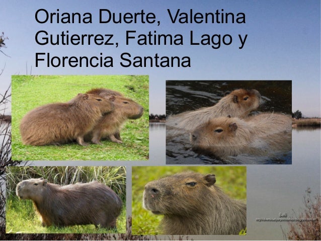 Carpincho 1Âº1 1