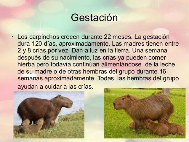 Carpincho 1Âº1 1