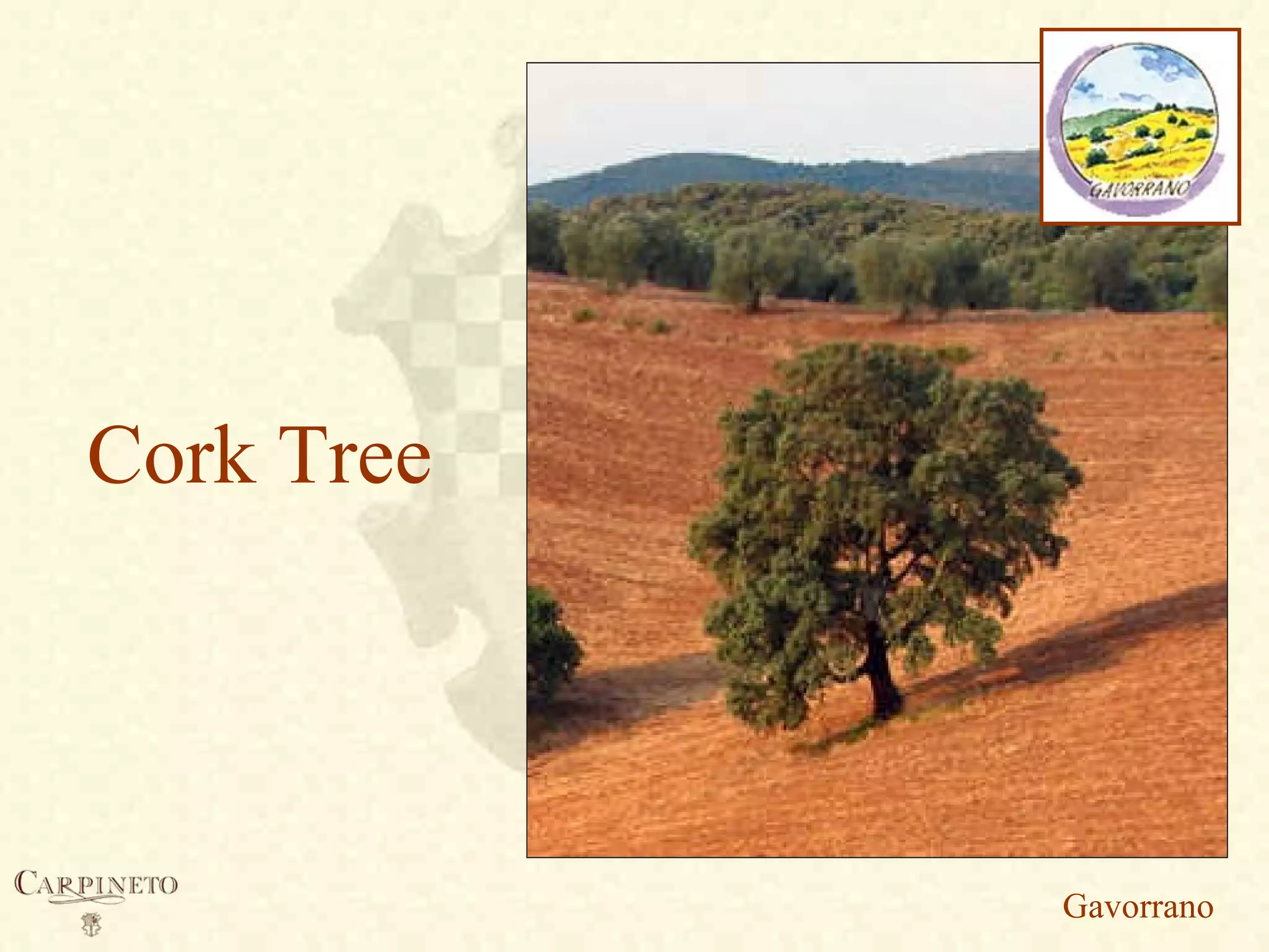 Cork Tree
Gavorrano