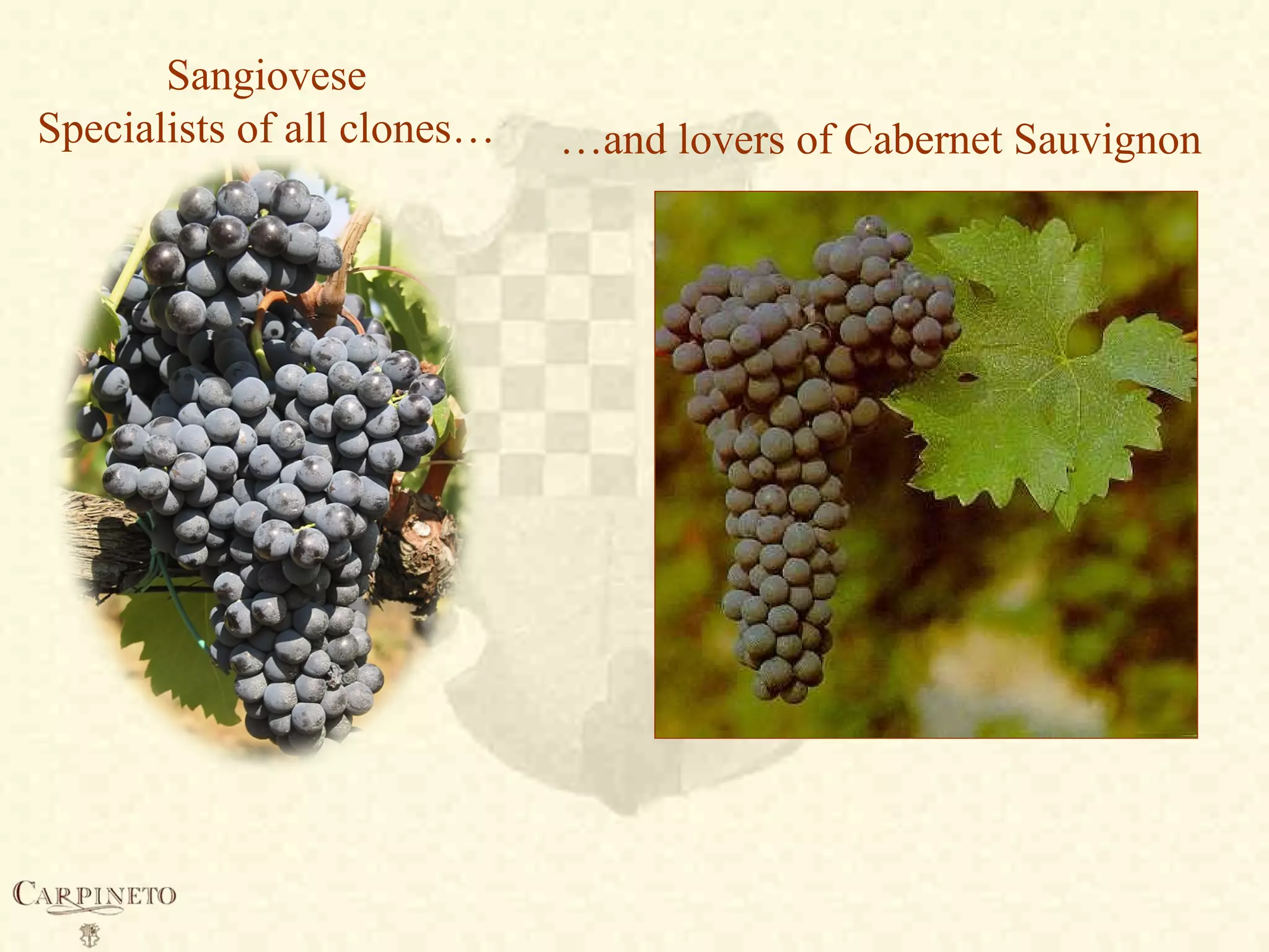 Sangiovese
Specialists of all clones… …and lovers of Cabernet Sauvignon
