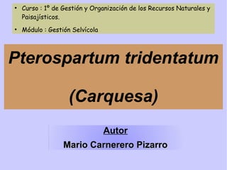 ●

●

Curso : 1º de Gestión y Organización de los Recursos Naturales y
Paisajísticos.
Módulo : Gestión Selvícola

Pterospartum tridentatum
(Carquesa)
Autor
Mario Carnerero Pizarro

 