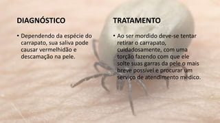DIAGNÓSTICO 
• Dependendo da espécie do 
carrapato, sua saliva pode 
causar vermelhidão e 
descamação na pele. 
TRATAMENTO 
• Ao ser mordido deve-se tentar 
retirar o carrapato, 
cuidadosamente, com uma 
torção fazendo com que ele 
solte suas garras da pele o mais 
breve possível e procurar um 
serviço de atendimento médico. 
 