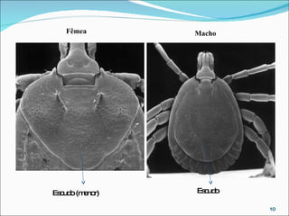 Escudo (menor) Escudo Fêmea Macho 