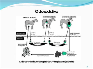Ciclo evolutivo  Ciclo de vida de um carrapato de um hospedeiro (trioxeno) 