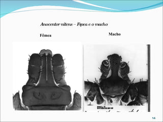 Anocentor nitens – Fêmea e o macho Fêmea Macho 