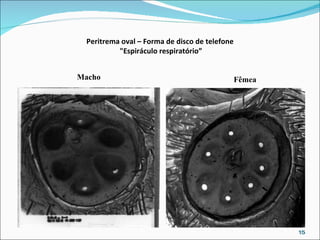 Peritrema oval – Forma de disco de telefone  "Espiráculo respiratório”   Macho Fêmea 
