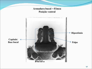 Armadura bucal – Fêmea Posição ventral Hipostômio Palpo Capítulo: Base bucal 