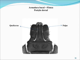 Armadura bucal – Fêmea Posição dorsal Palpo Queliceras 